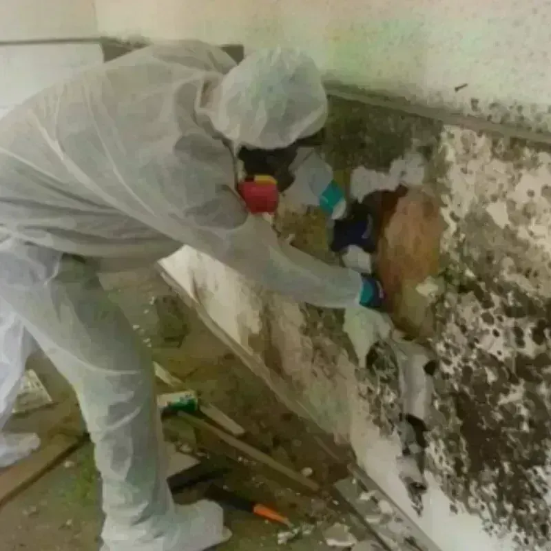 Mold Remediation and Removal in Arcadia, LA